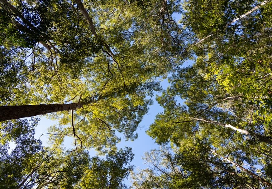 Looking straight up into a eucalypt canopy against blue sky