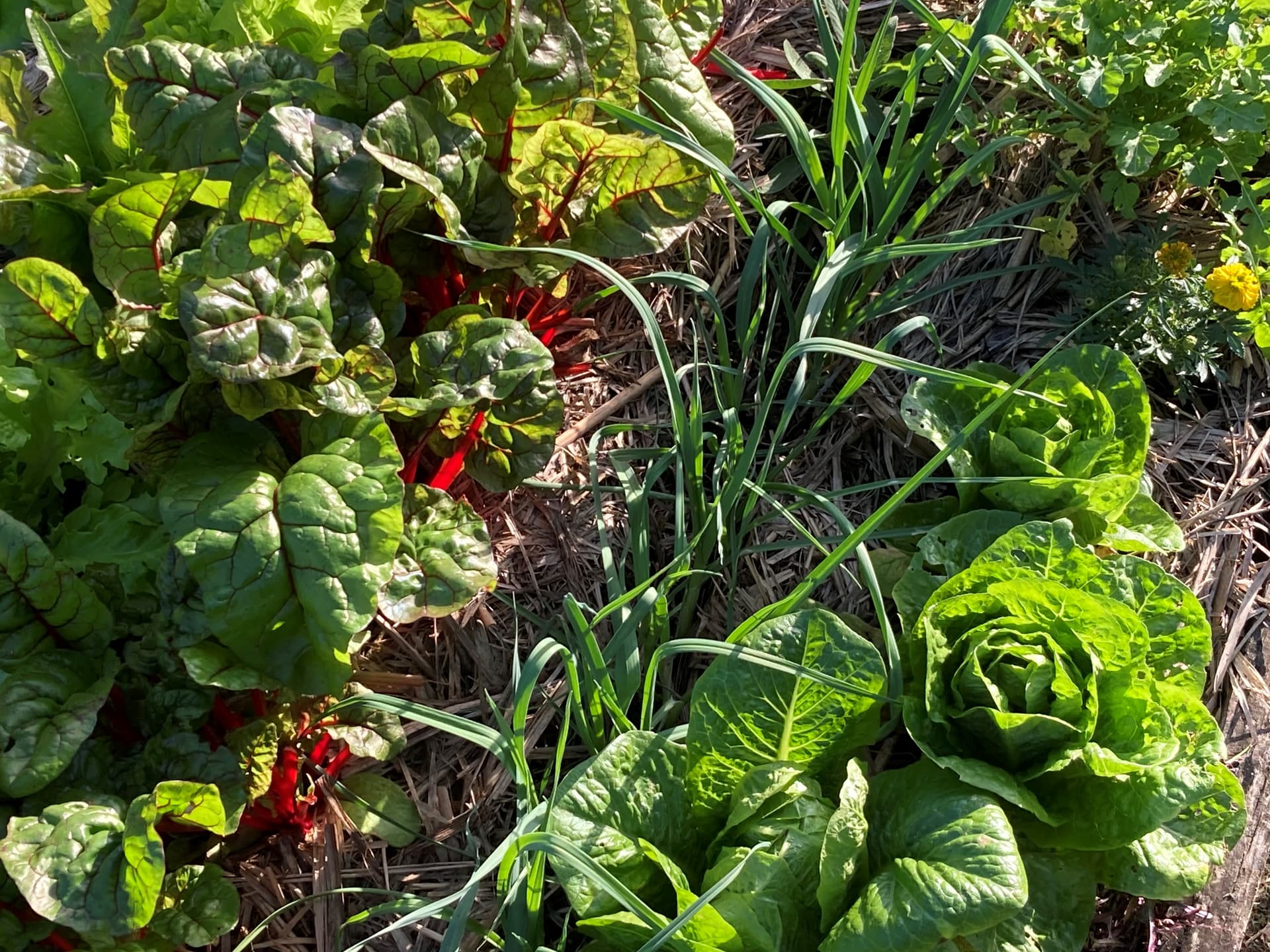 Rainbow chard, young garlic and lettuce growing up through mulch