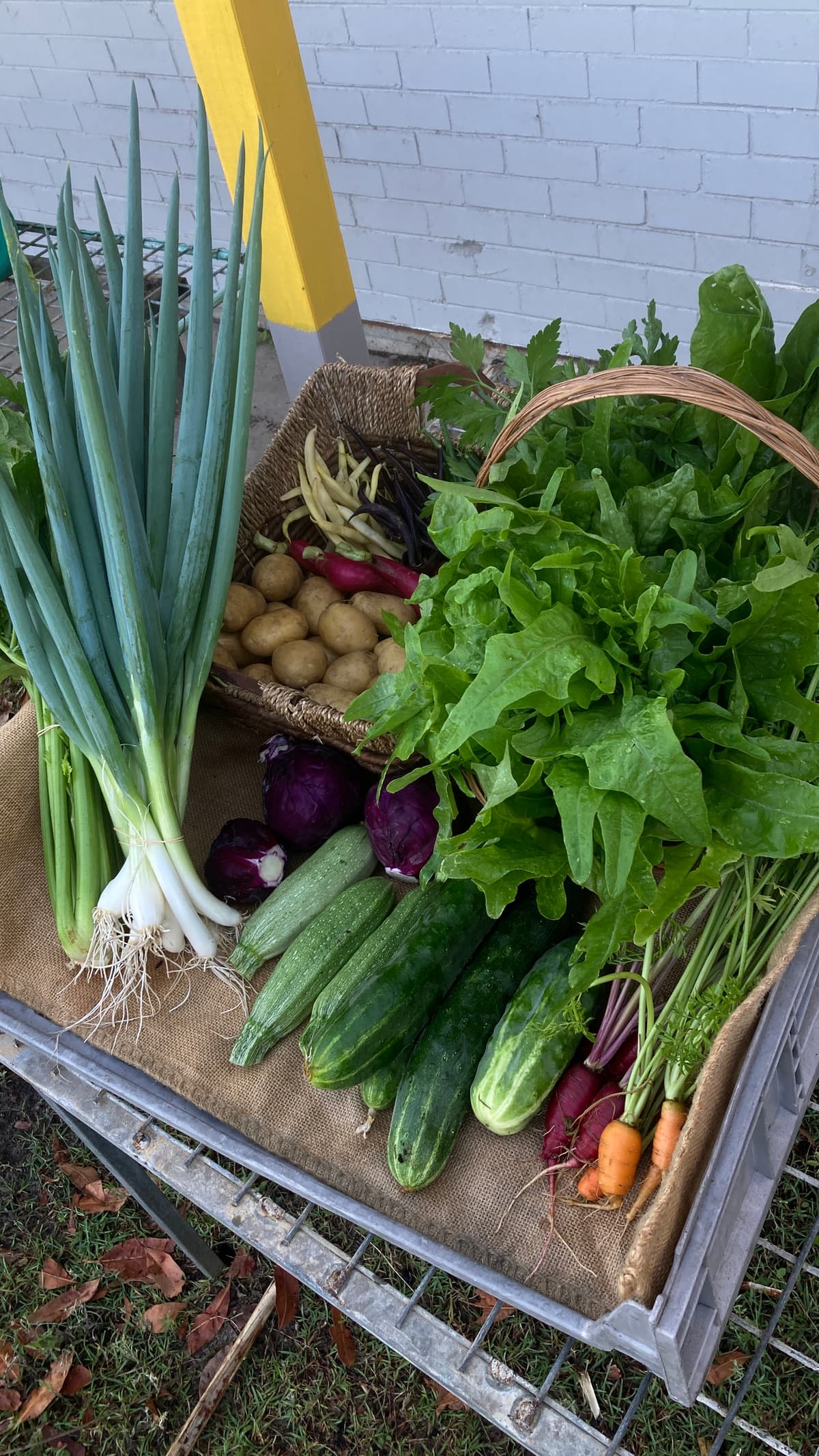 A basket of just-picked vegetables on the packing bench
