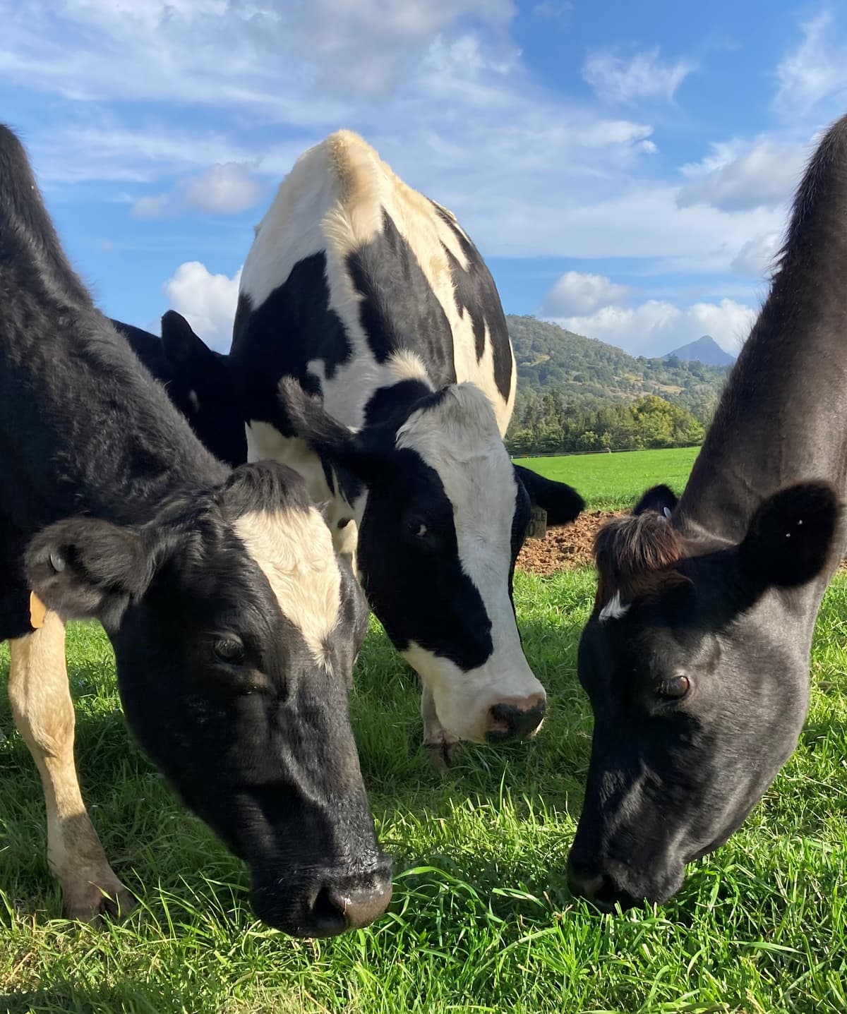 Dairy cows grazing under a big sky