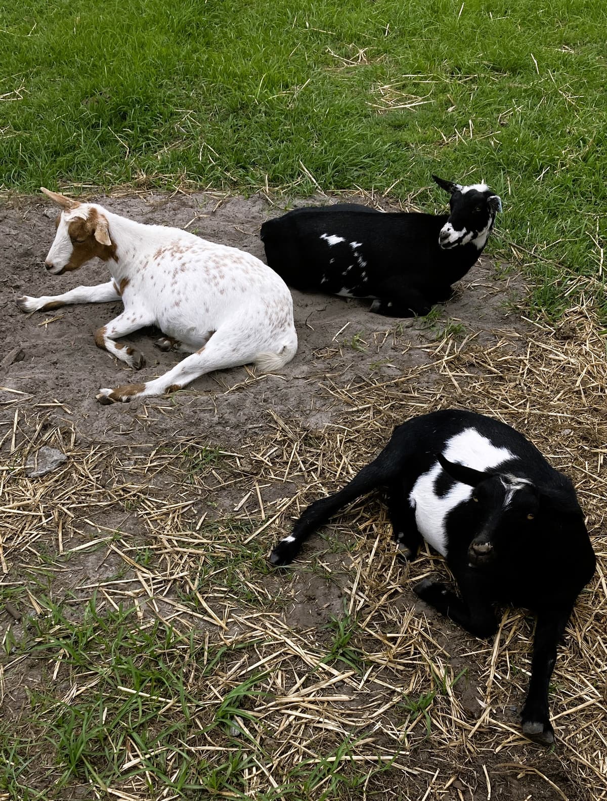 Goats resting in the shade on a warm afternoon