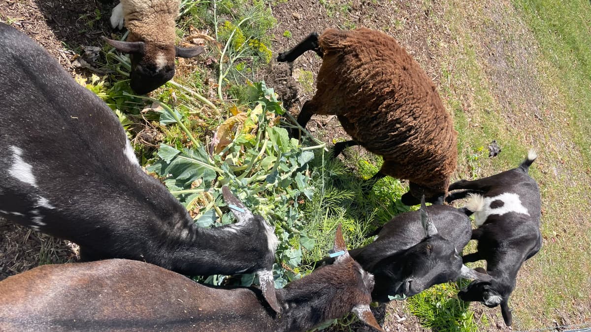 Goats and sheep browsing on garden greens