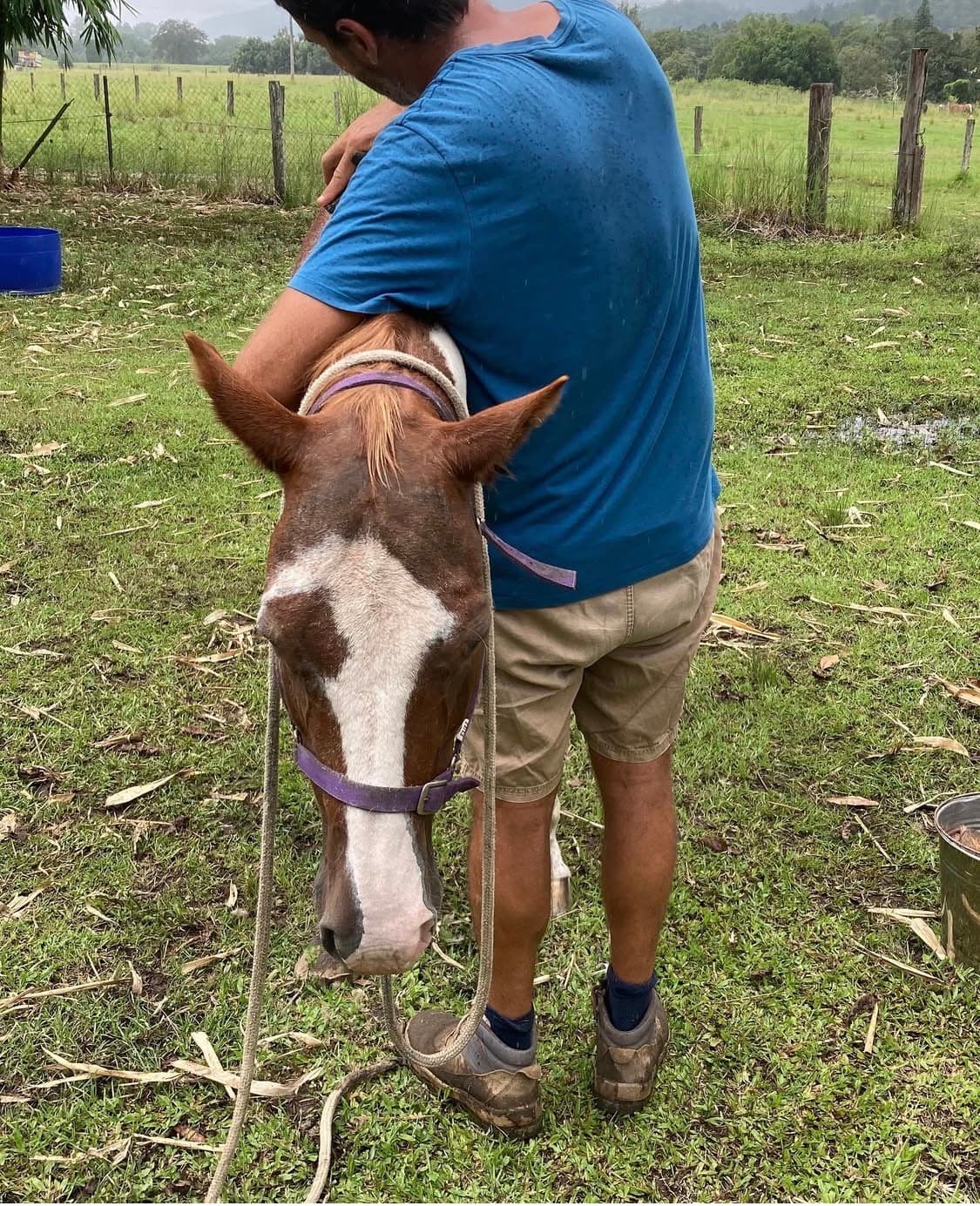 A quiet moment with a horse, hand on its neck