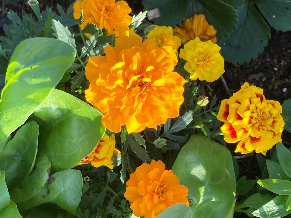 Marigolds flowering between the vegetable beds