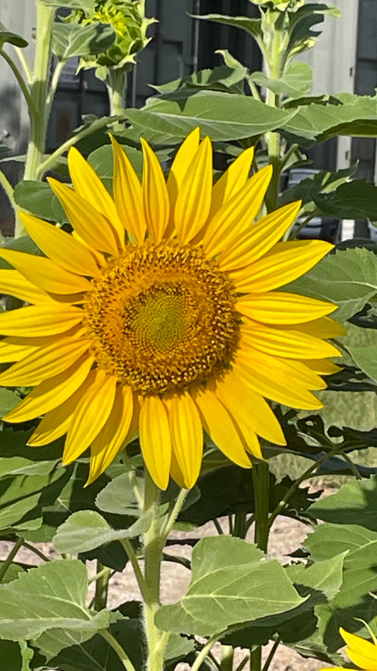 A sunflower turned to the light