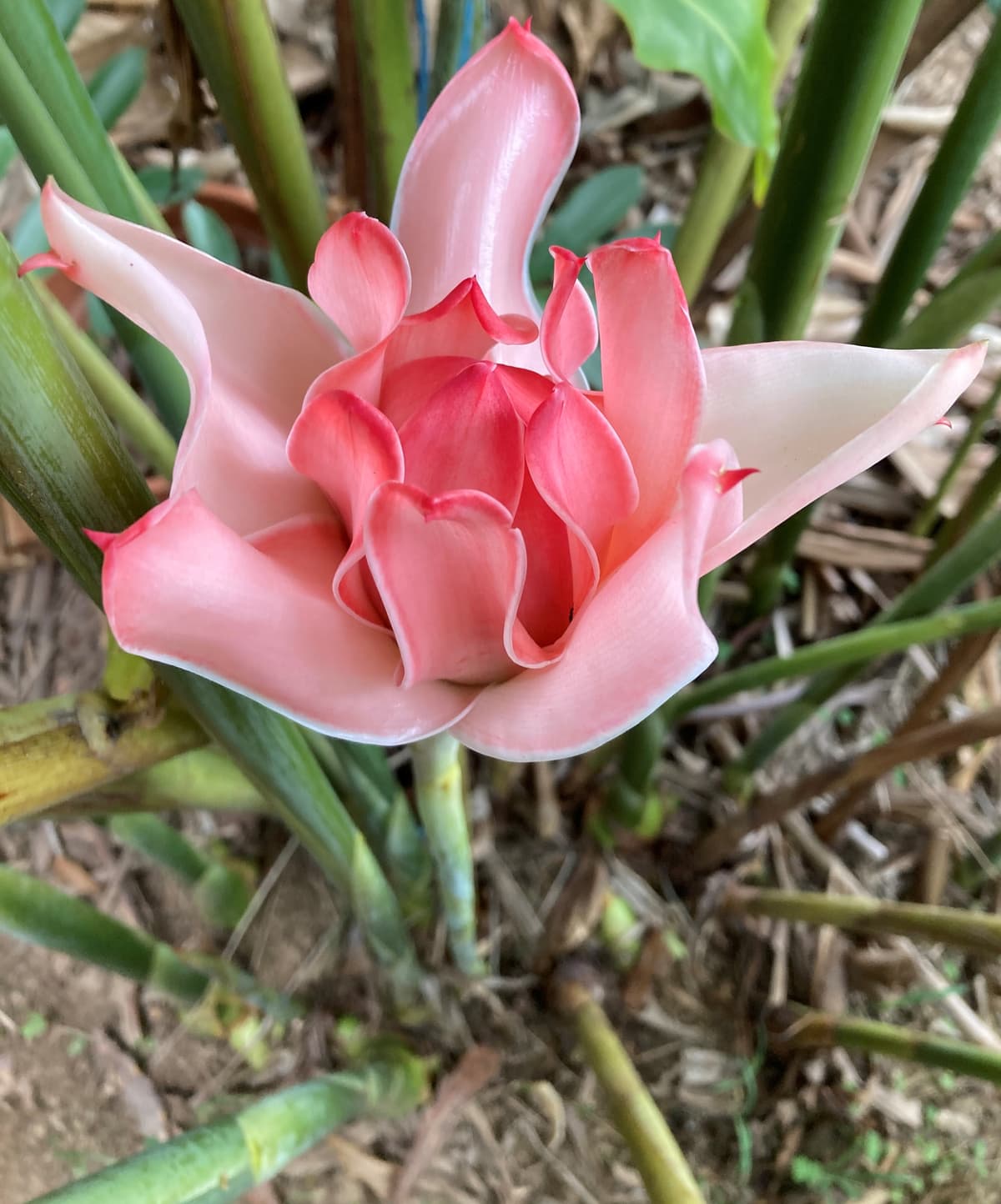 A pink torch ginger flower opening in the subtropics