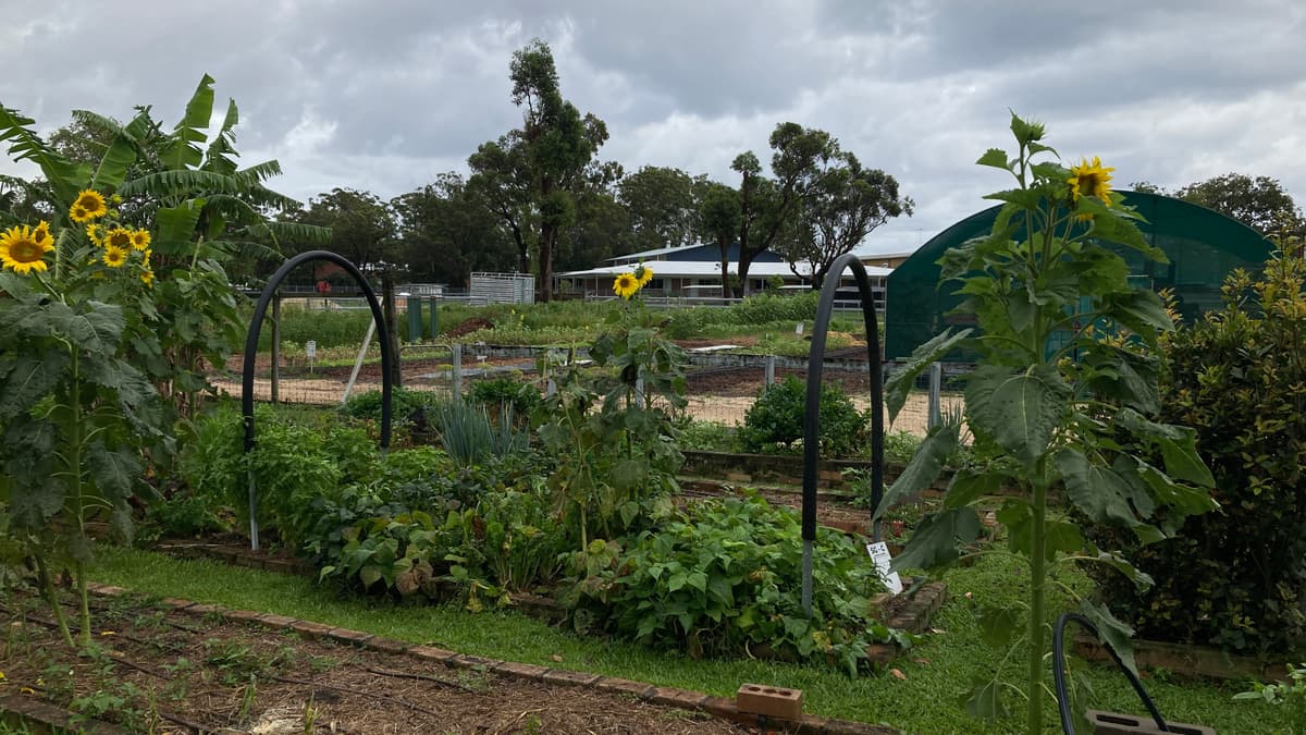 Garden arches and sunflowers in a school growing space