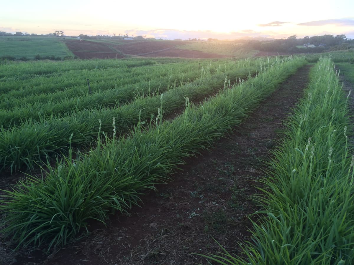 Farm rows at golden hour, sun low over the ridgeline