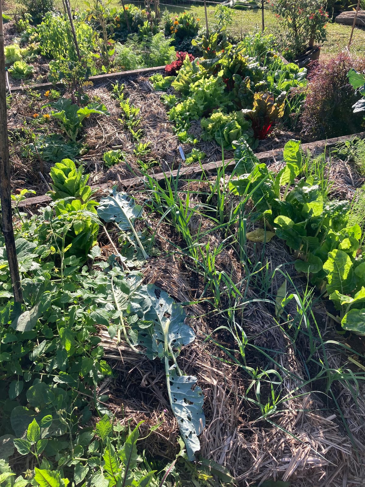 Timber-edged garden beds carrying a mixed planting of greens, garlic and flowers