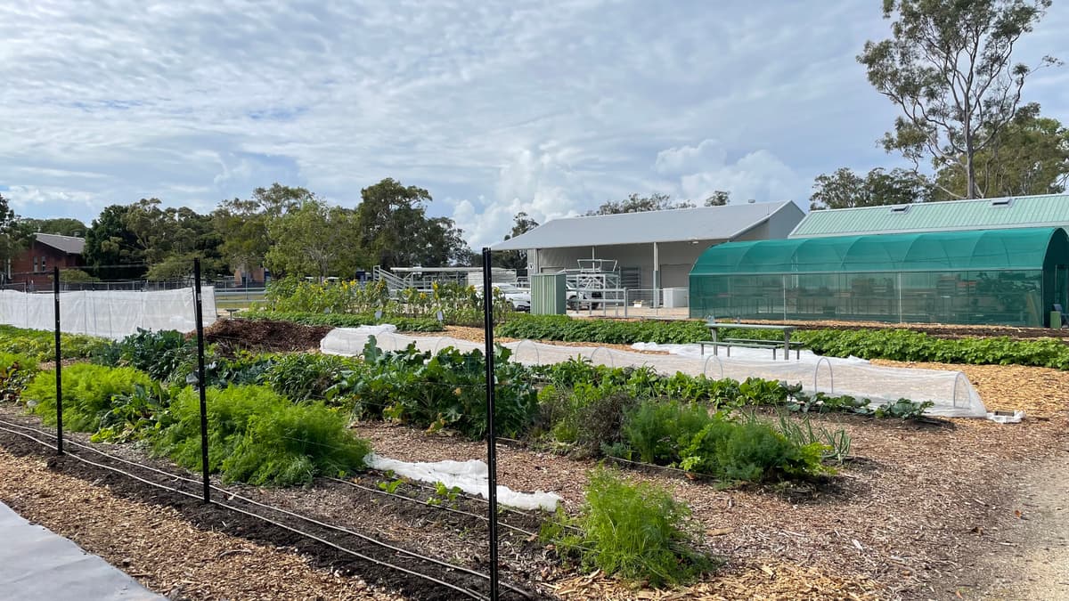 A school market garden in full production, greenhouse and machinery shed behind