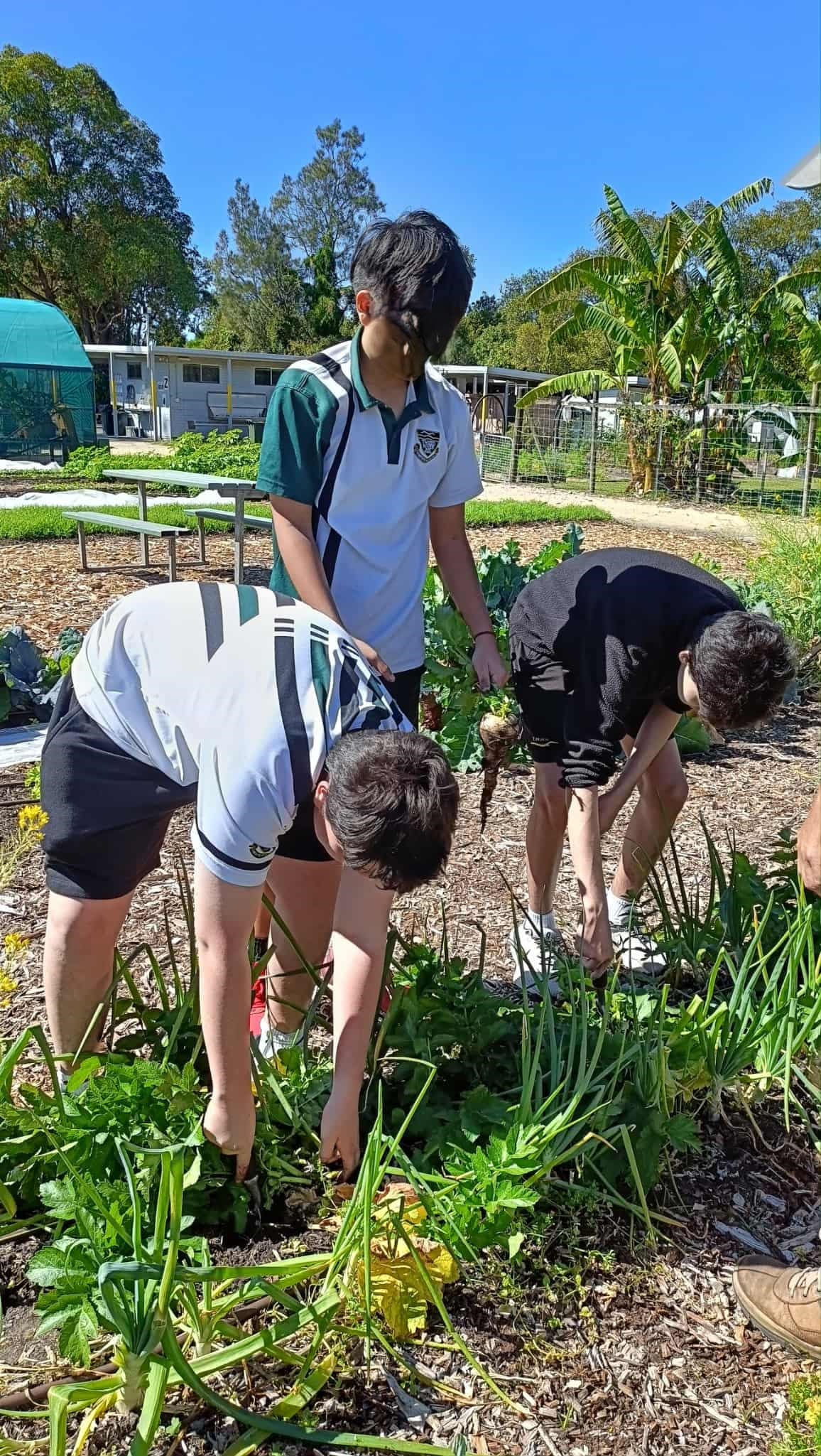 Students working through a garden bed on a clear day