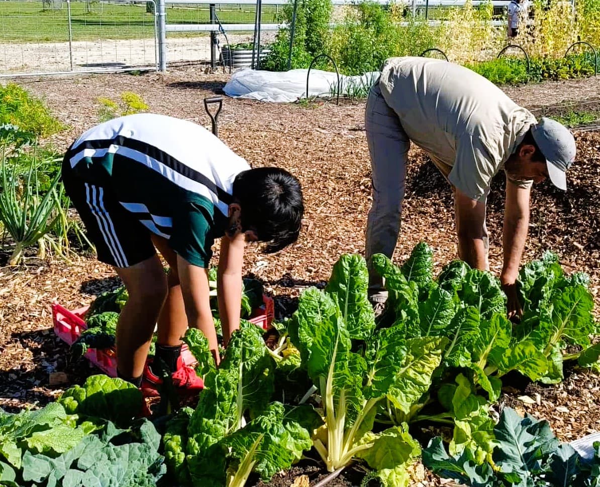 Students bent over a chard bed, harvesting together
