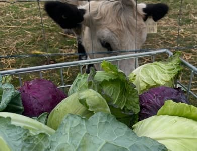 A curious cow leaning over the fence toward a crate of cabbages