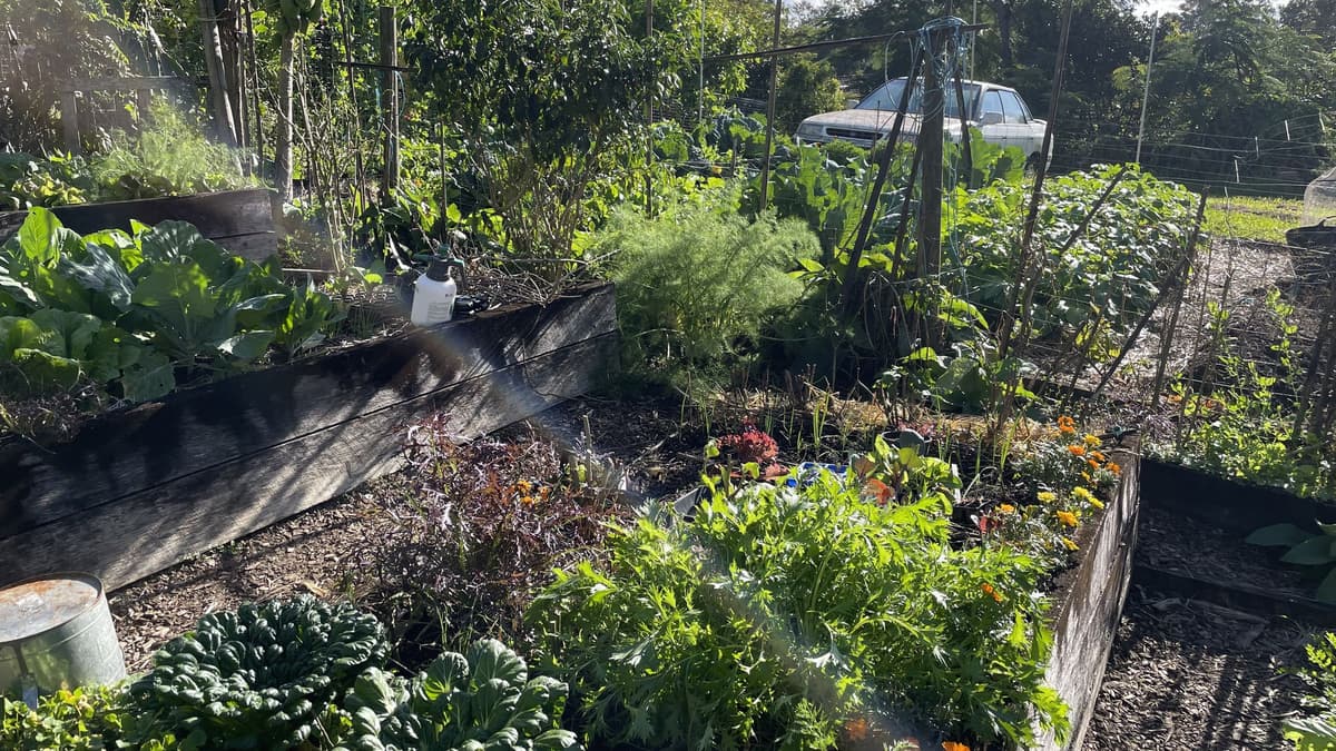 Raised timber beds full of greens, herbs and marigolds in the morning sun at the community garden
