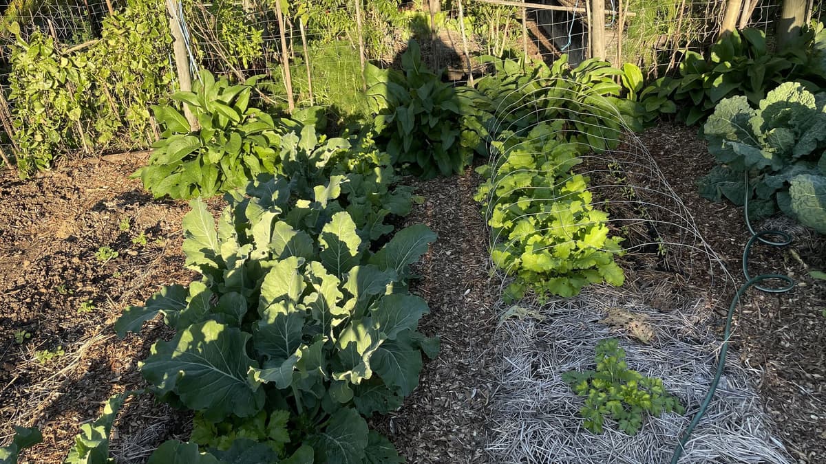 Beds of brassicas and salad greens under a wire trellis arch in the evening sun