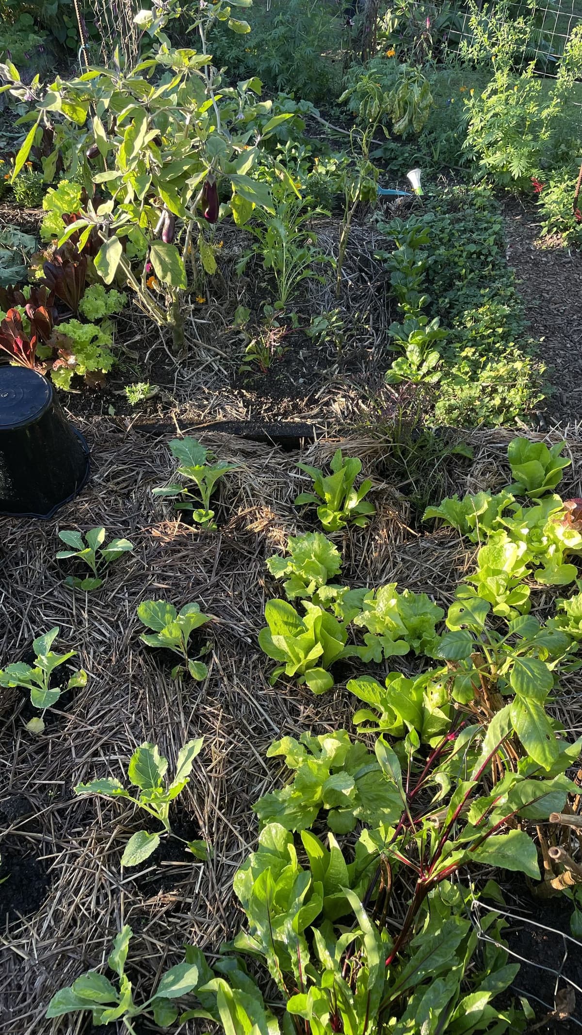 Young lettuce, brassica and beet seedlings coming up through straw mulch