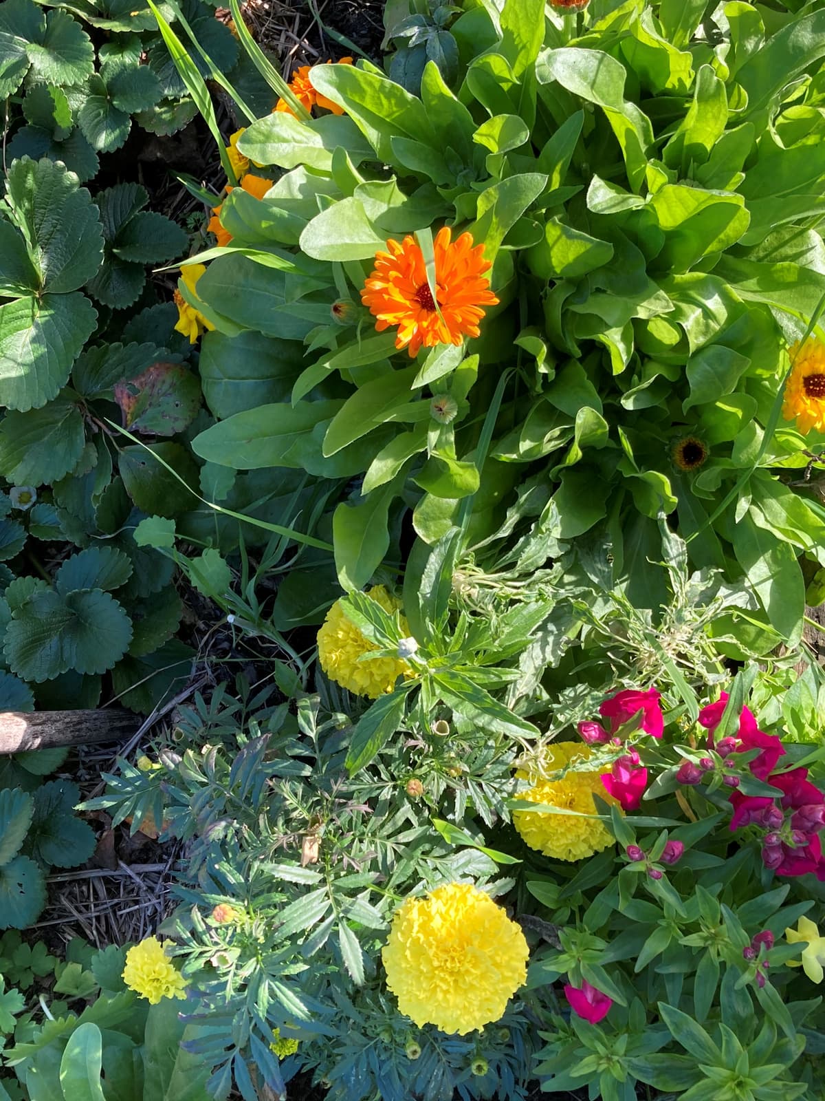 Calendula and yellow marigolds flowering among strawberries