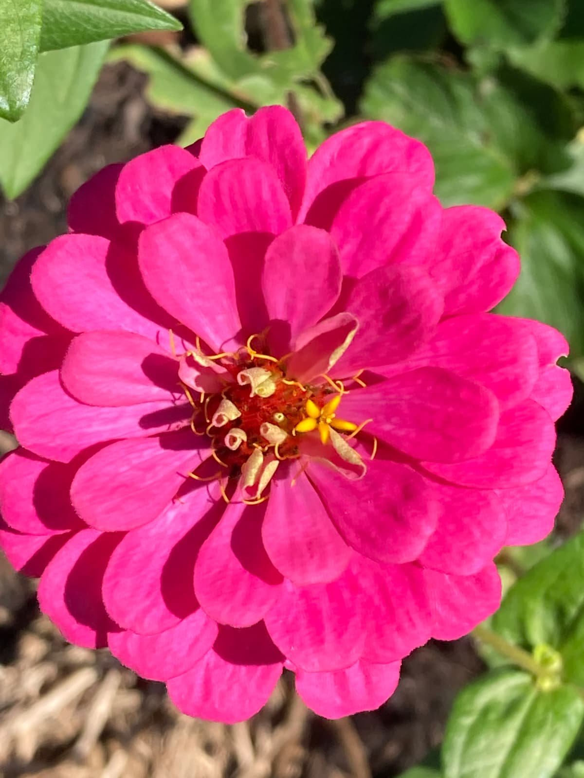 A deep red marigold opening above ferny foliage