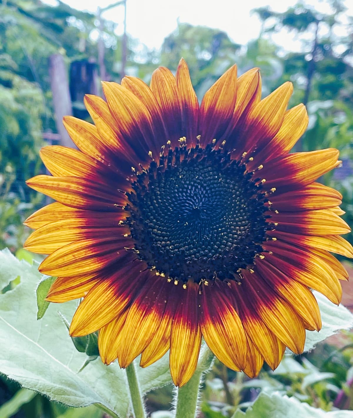 A ring of fire sunflower in full flower above the garden