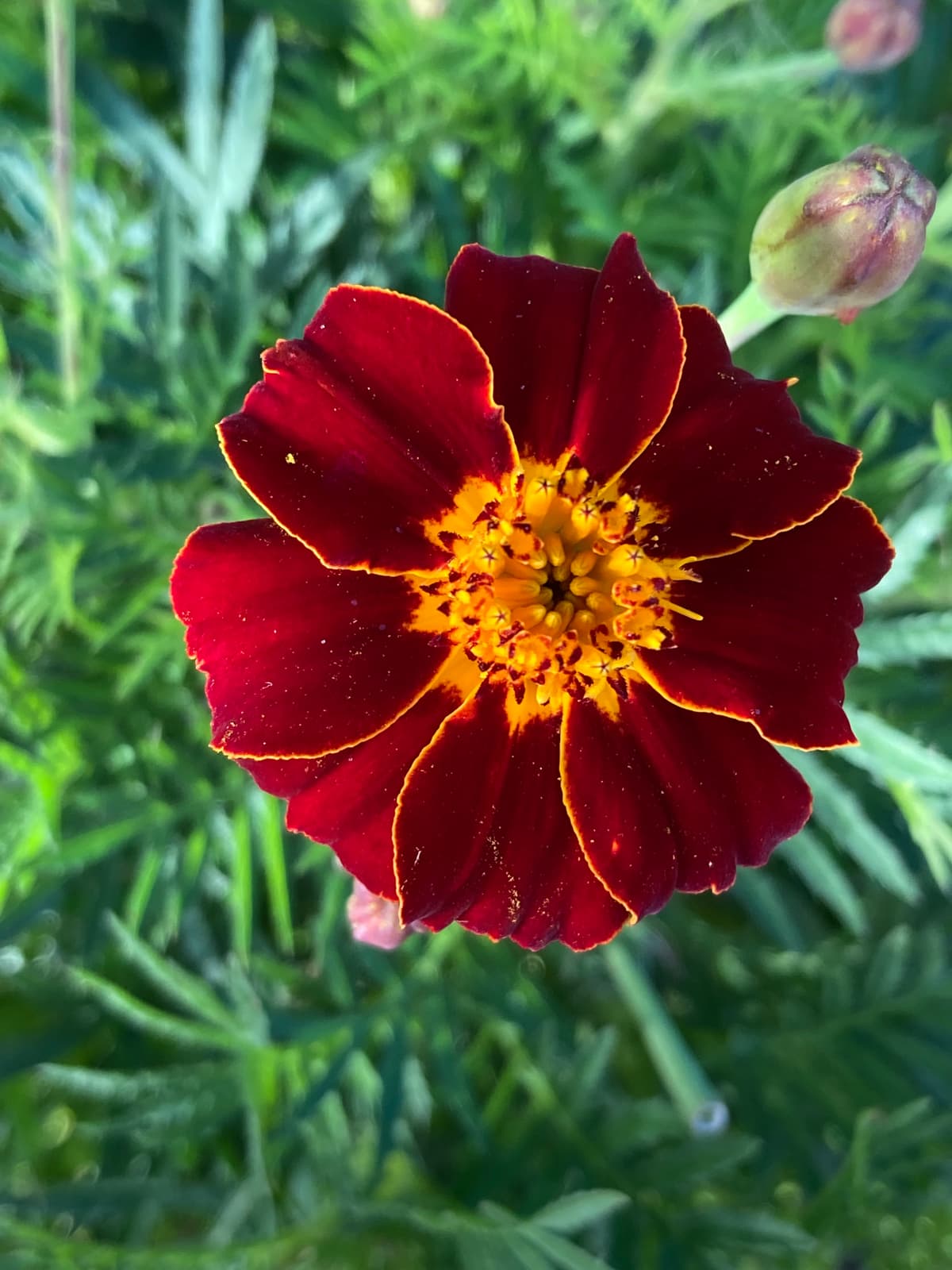 A pink zinnia in full flower in the garden