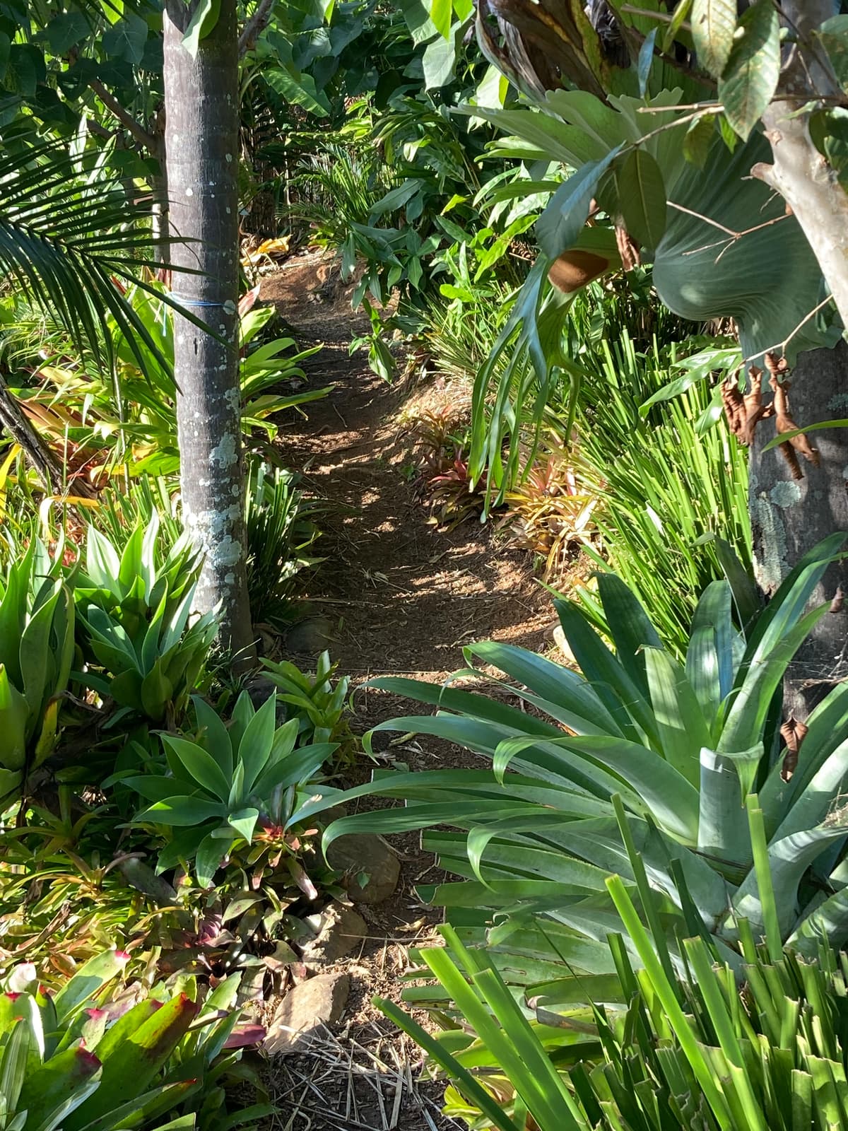 A mulched path winding through dense subtropical planting