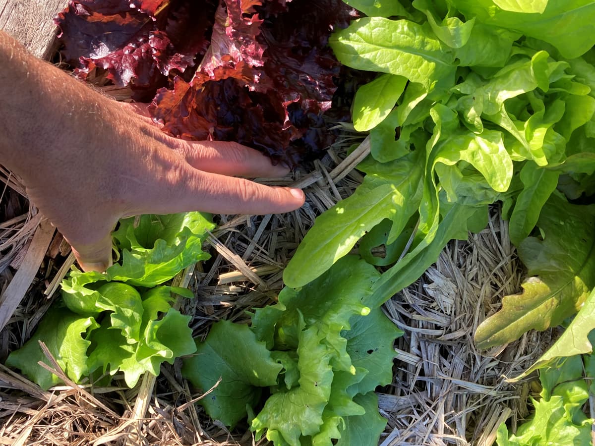 A hand resting among red and green lettuces growing up through straw mulch
