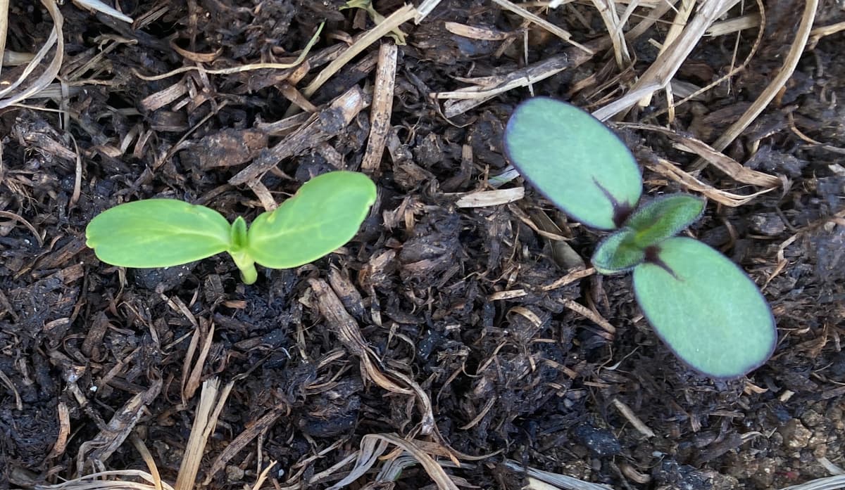 Sunflower seedlings breaking through composted, mulched soil