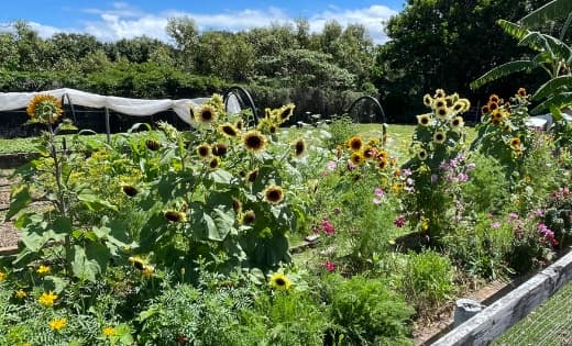 Sunflowers and cosmos flowering down the fence line of the market garden