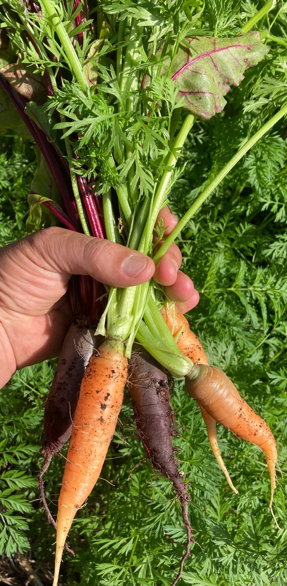 A hand holding a bunch of freshly pulled carrots