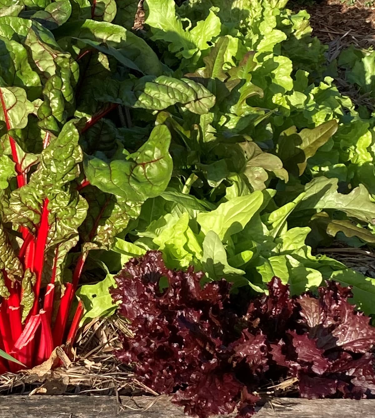 Red lettuce and rainbow chard ready to cut