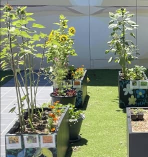 Decorated planter boxes with sunflowers and marigolds in the Kamala courtyard