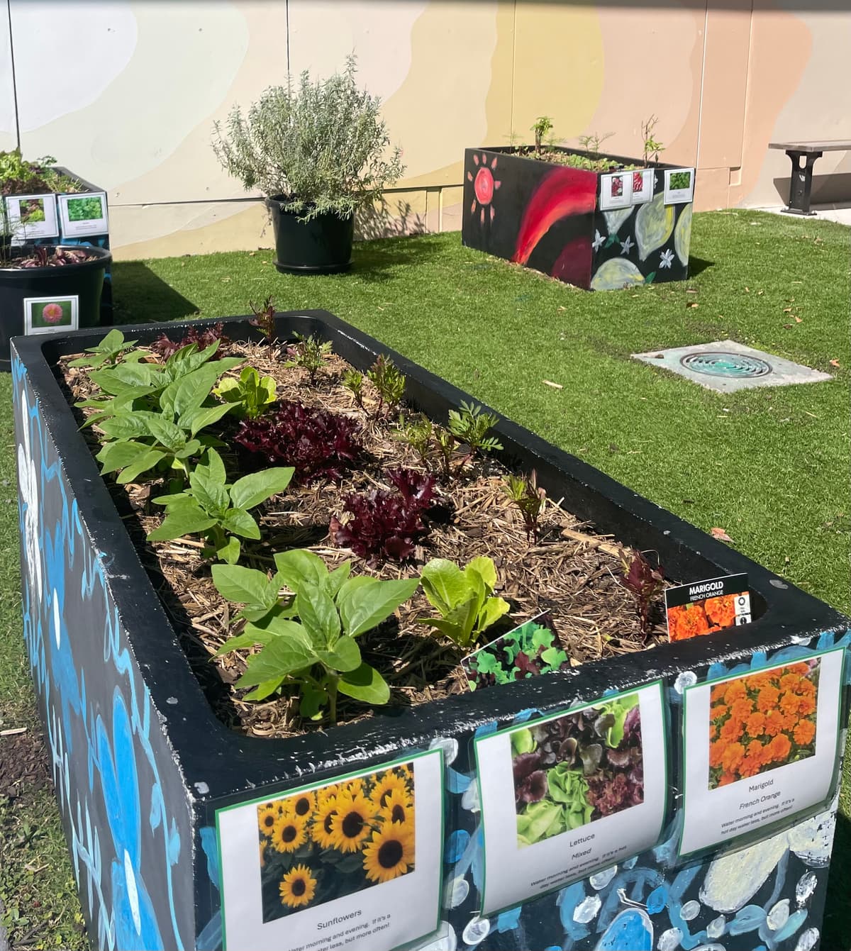 Hand-painted planter boxes in the Kamala courtyard, freshly planted with lettuce, sunflowers and marigolds