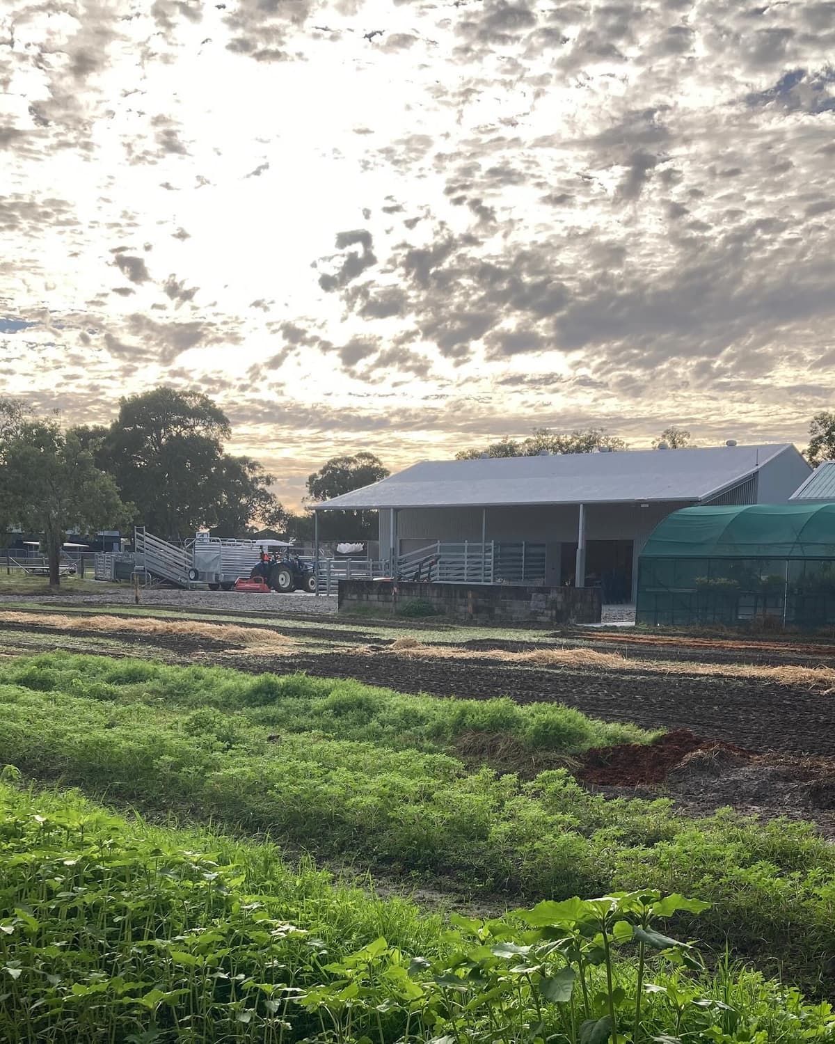 Vegetable beds at dawn, mist over the growing rows