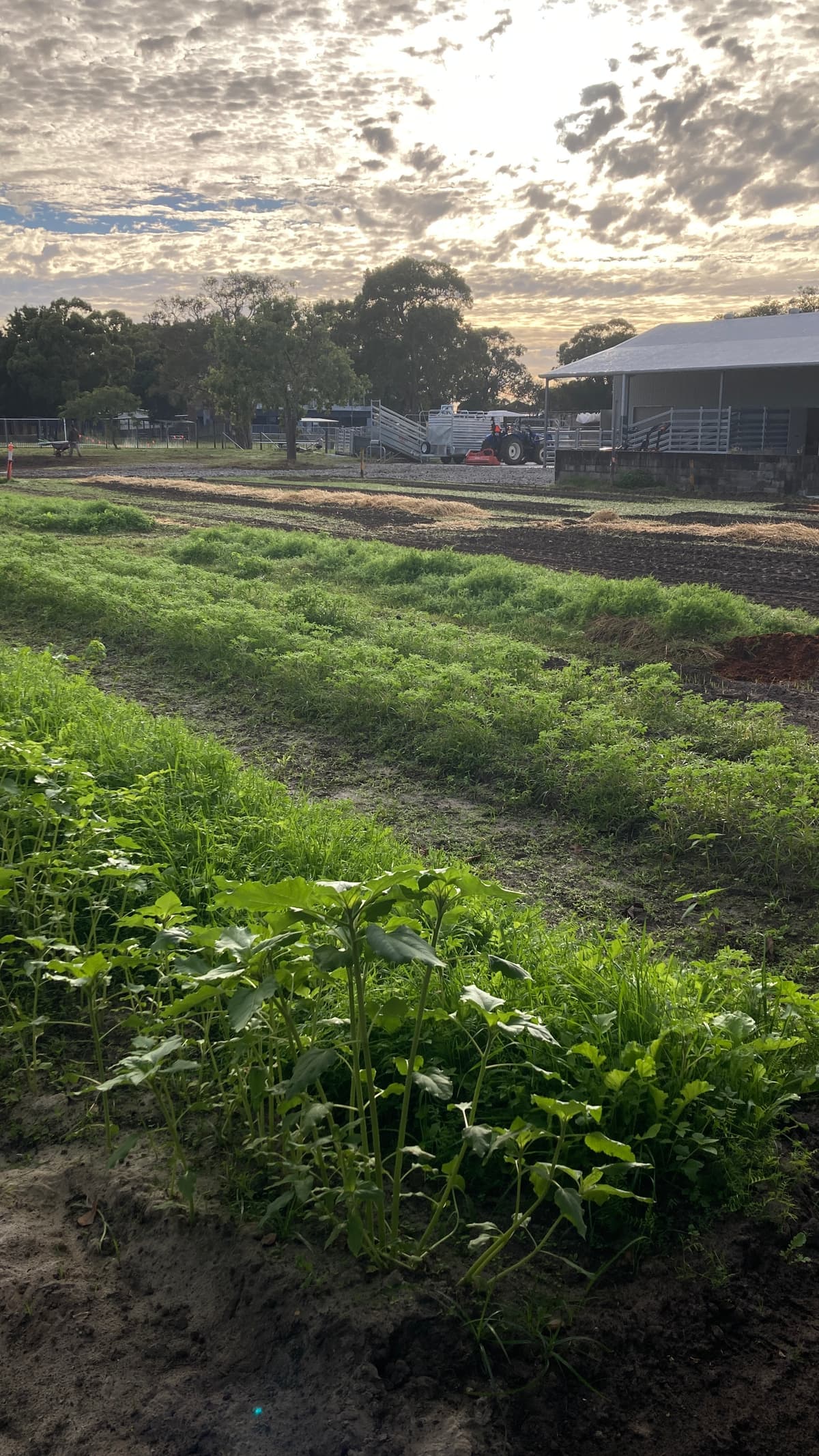 Garden beds at dusk with cloud breaking over the sheds