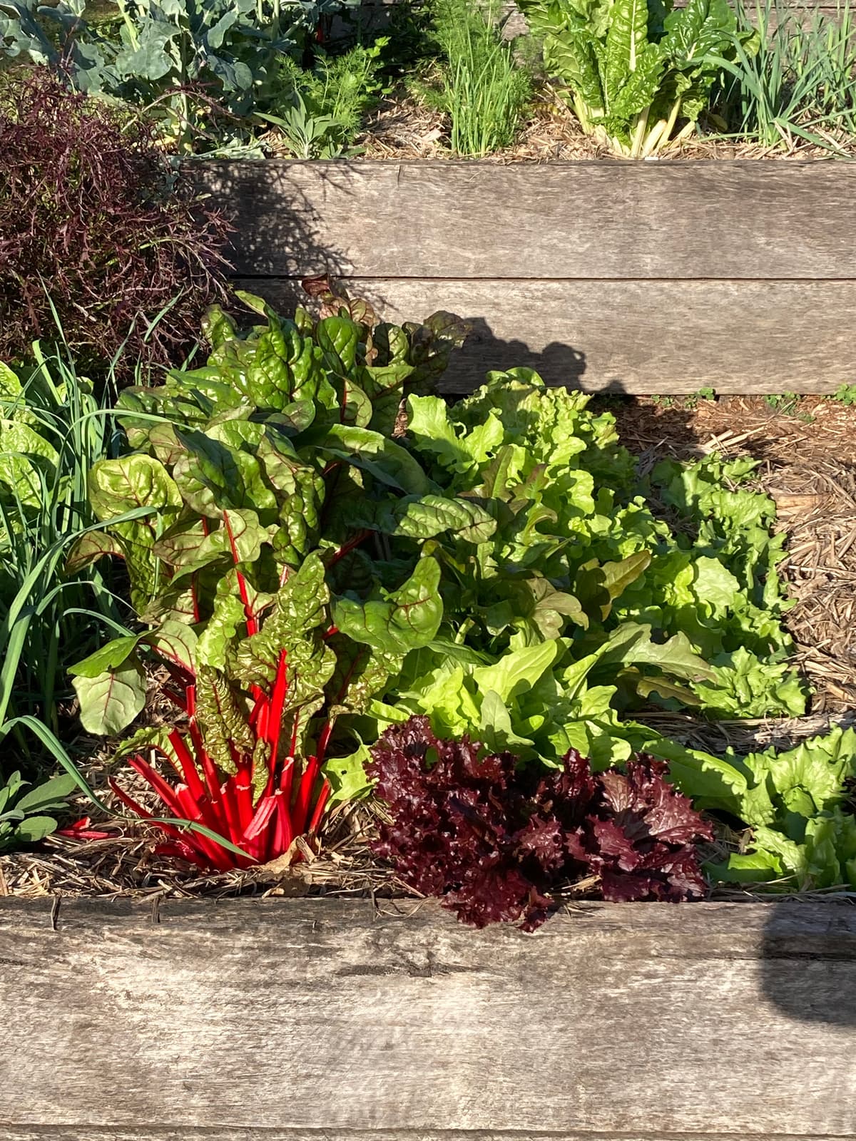 A timber-edged bed refilled and planted out with lettuce and rainbow chard