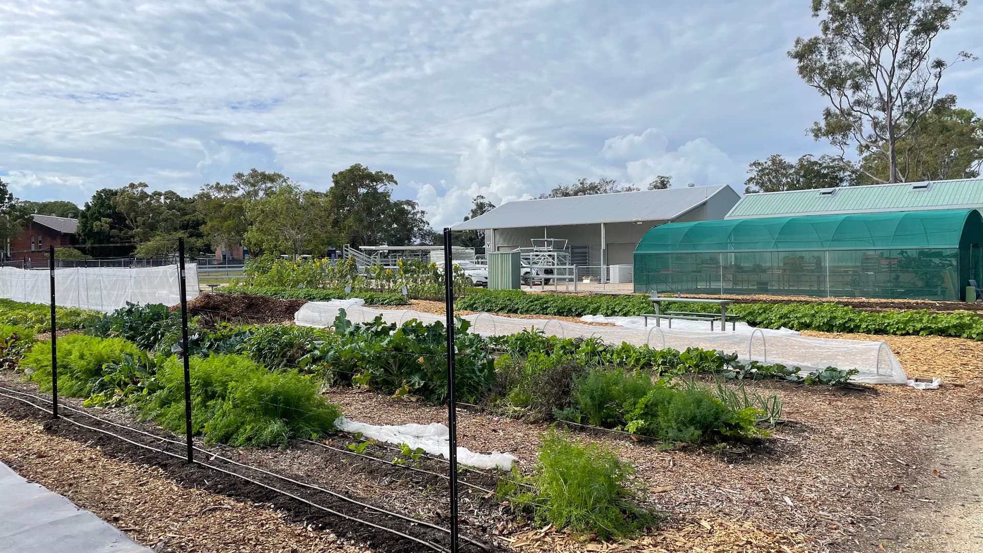 A school market garden in full production, greenhouse and machinery shed behind