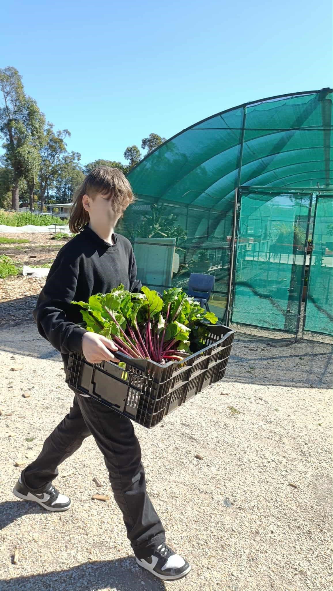 A student carrying a crate of harvested chard across the garden