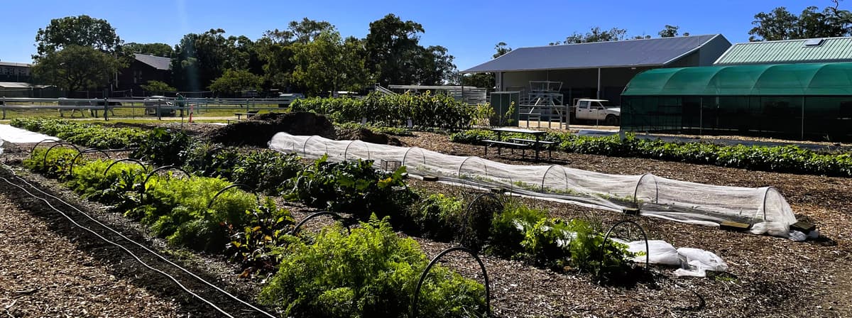 A school market garden with covered beds and a greenhouse