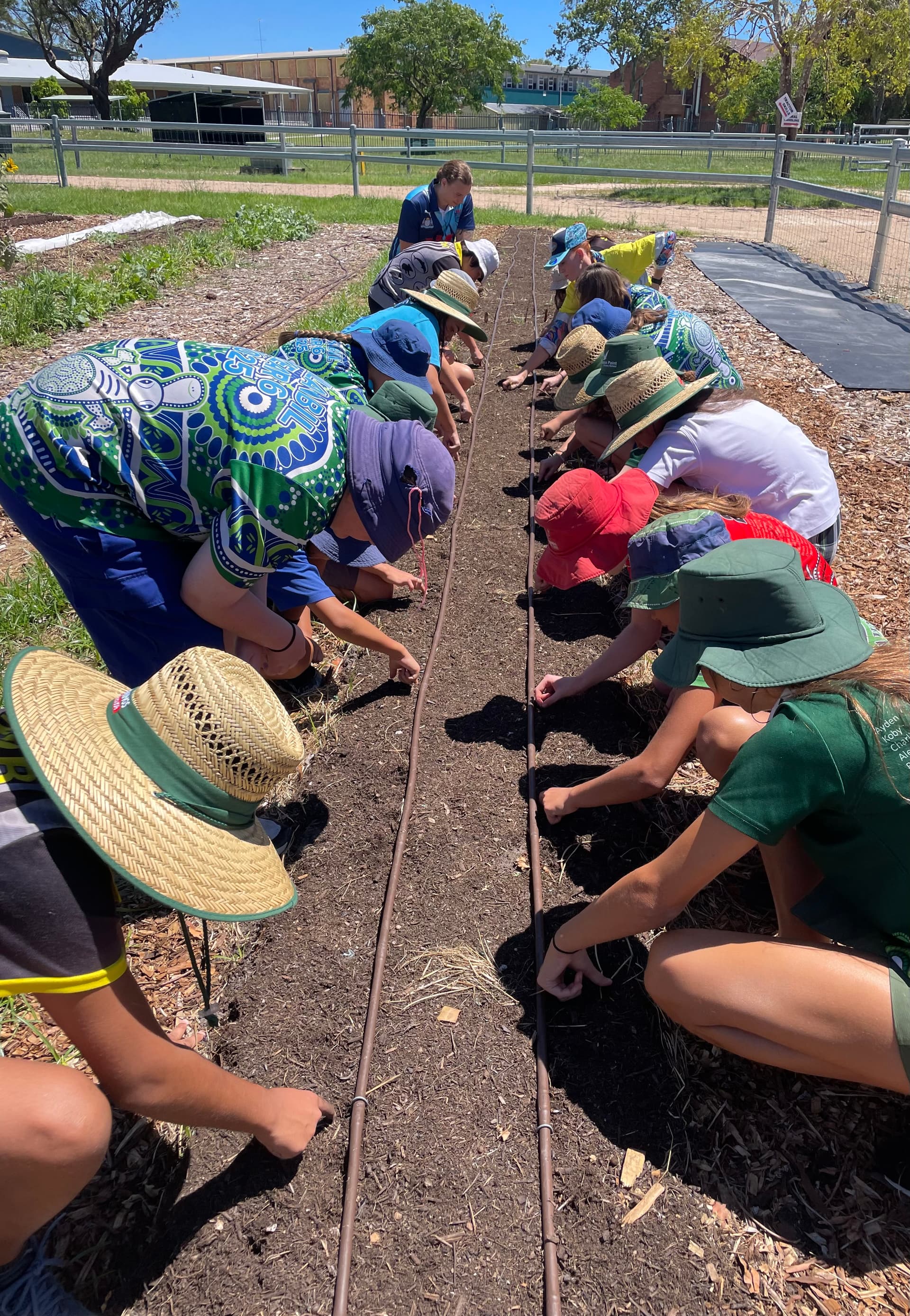 A long line of participants planting out a bed in straw hats