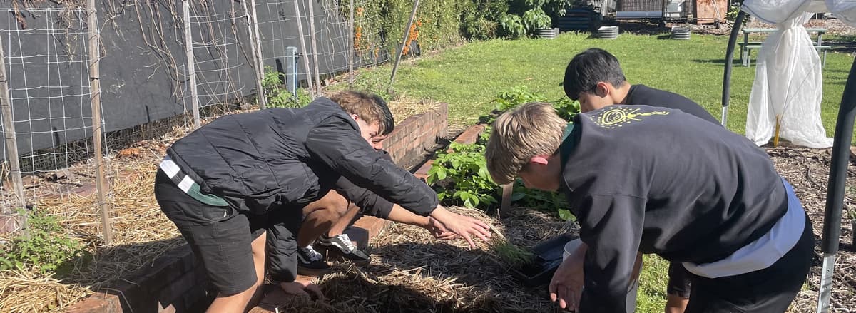 Students and staff planting side by side in a raised bed