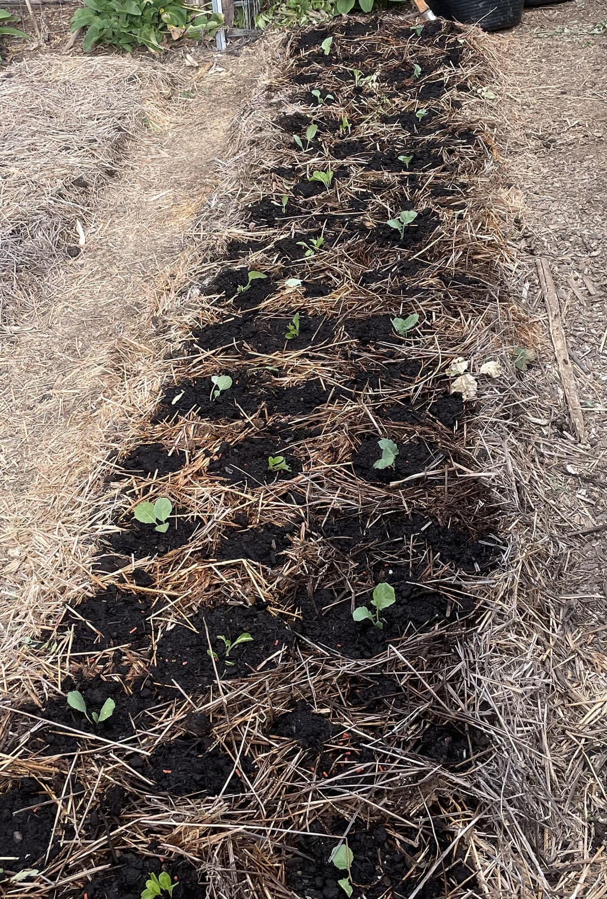 A long bed of brassica seedlings planted through compost and straw
