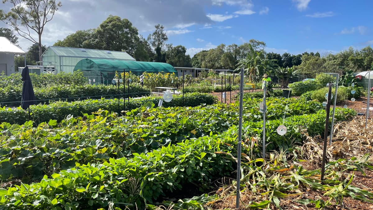 The school market garden in full growth, sunflowers filling the greenhouse