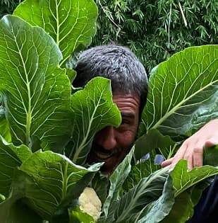 Seb peering out from between giant collard leaves