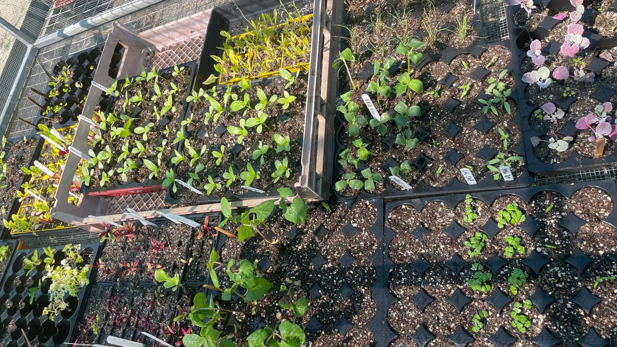 Labelled seedling trays lined up in the nursery, flowers and vegetables coming on
