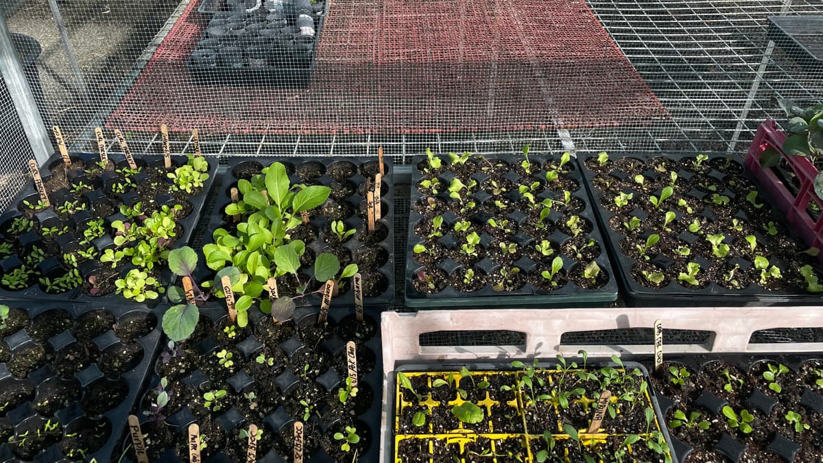 Trays of brassica and lettuce seedlings labelled and racked in the propagation house