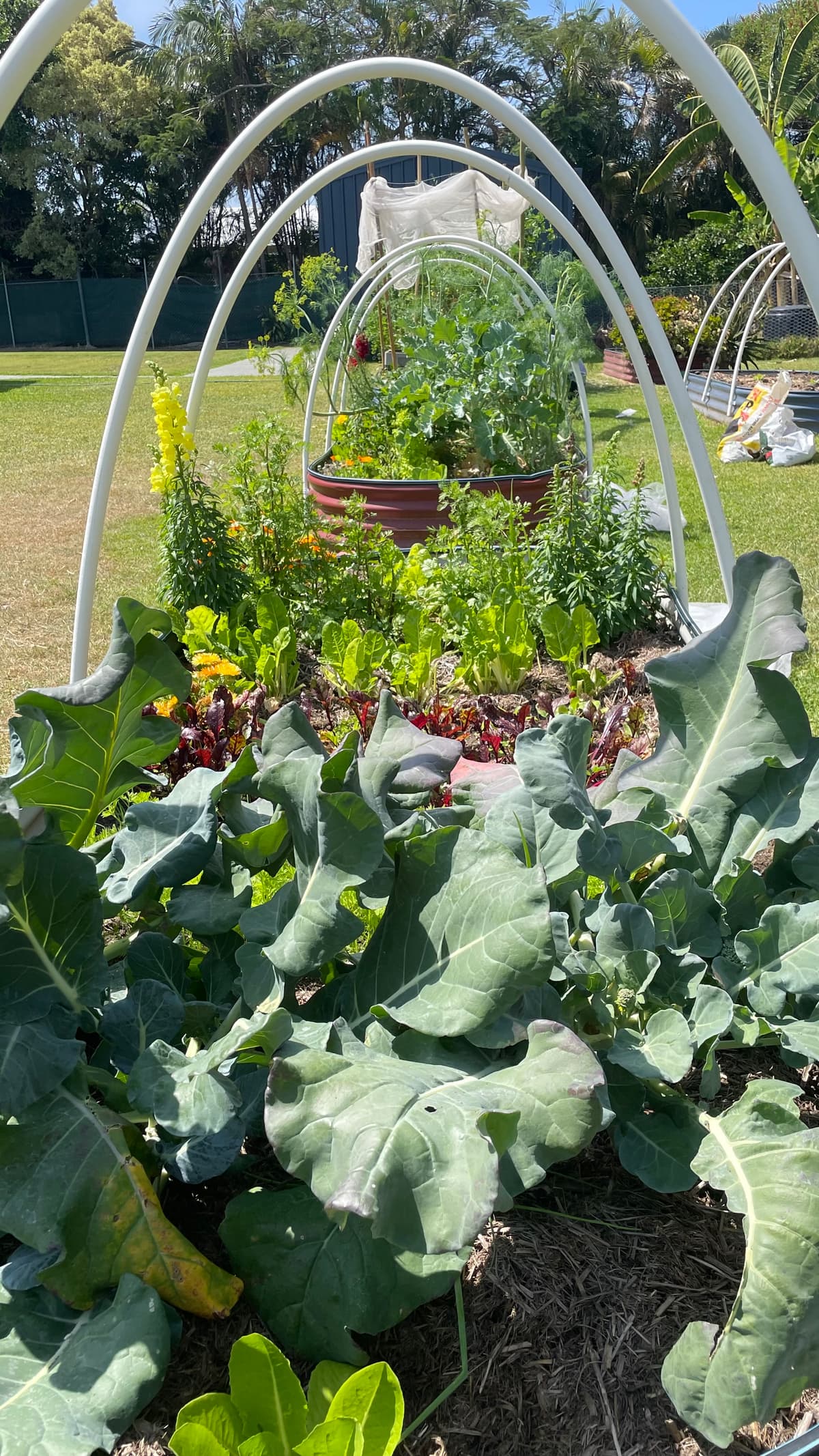 Arched garden beds full of brassicas and flowers