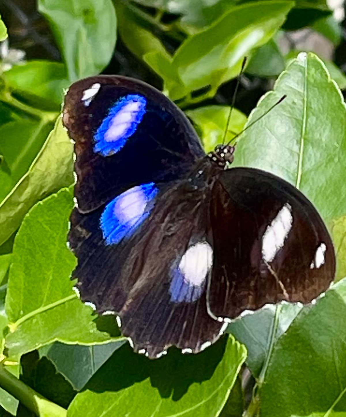 A varied eggfly butterfly resting with wings open on citrus leaves