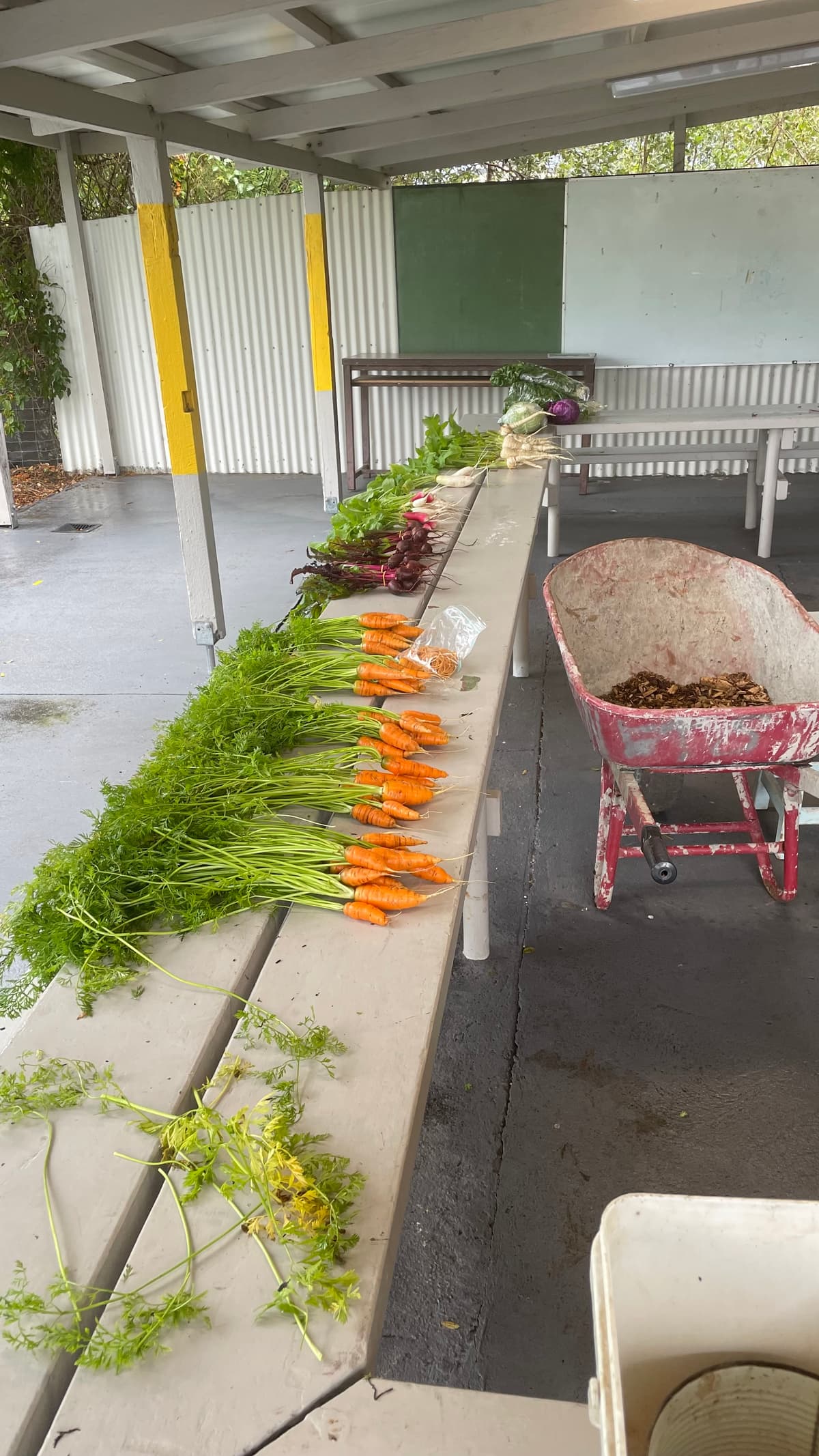 Bunched carrots laid along a corridor after harvest