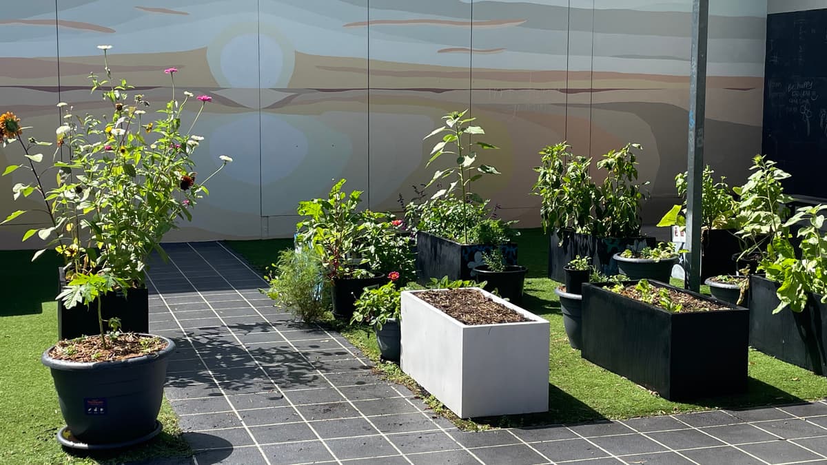 A planted courtyard garden inside the care unit