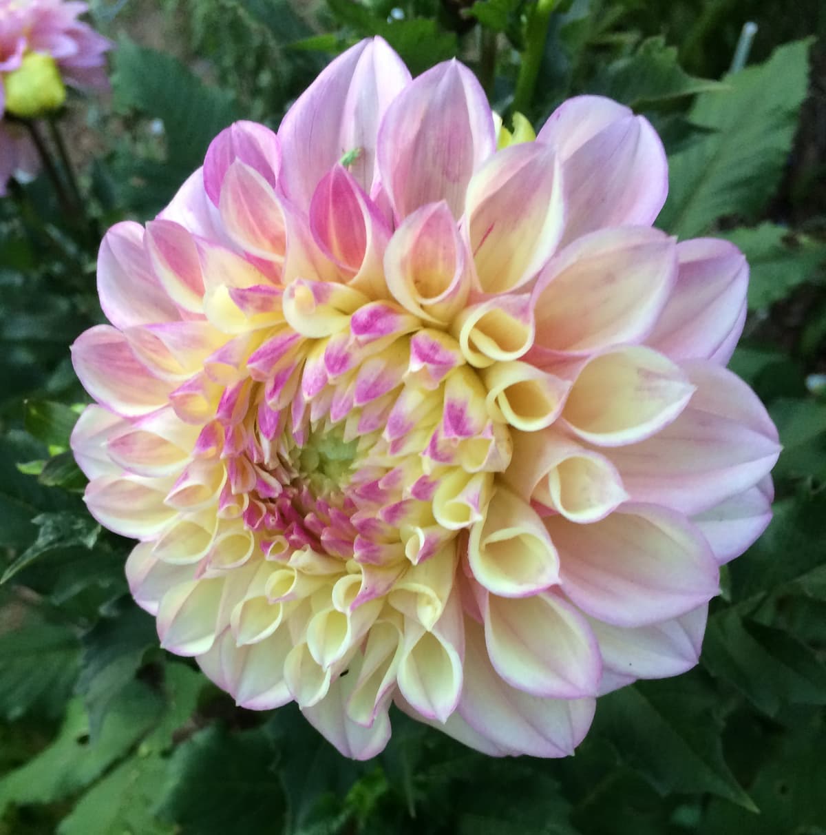 A pale dahlia opening in the garden